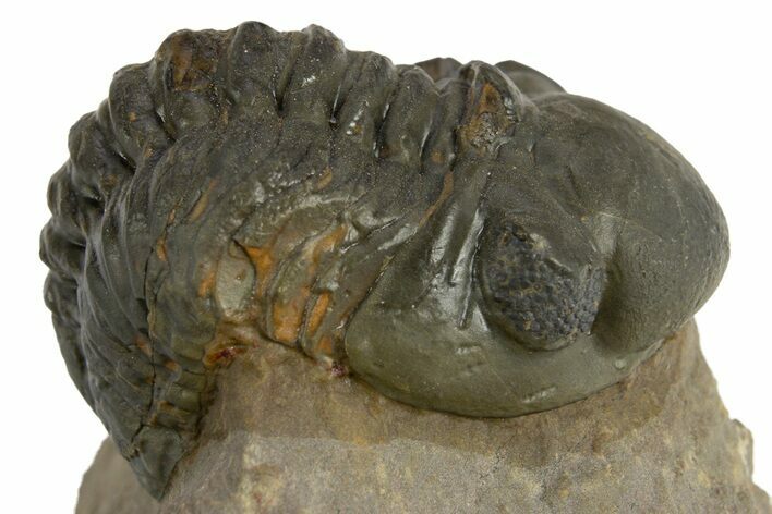 Reedops Trilobite - Atchana, Morocco #310642